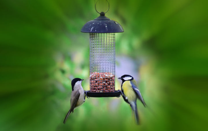 Tips for celebrating Bird Feeding Month and for installing your own bird feeders