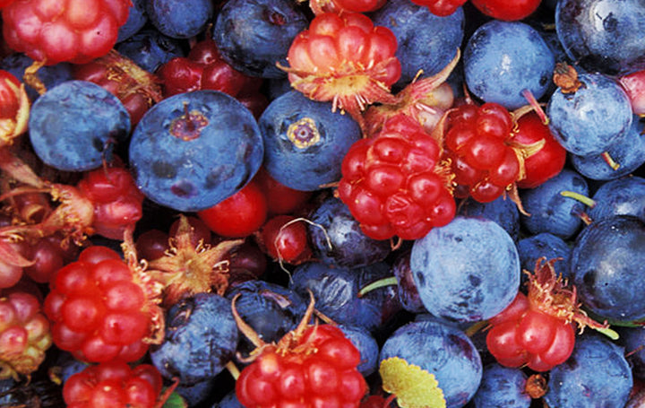 Fun Outdoor Activities – Berry Picking!