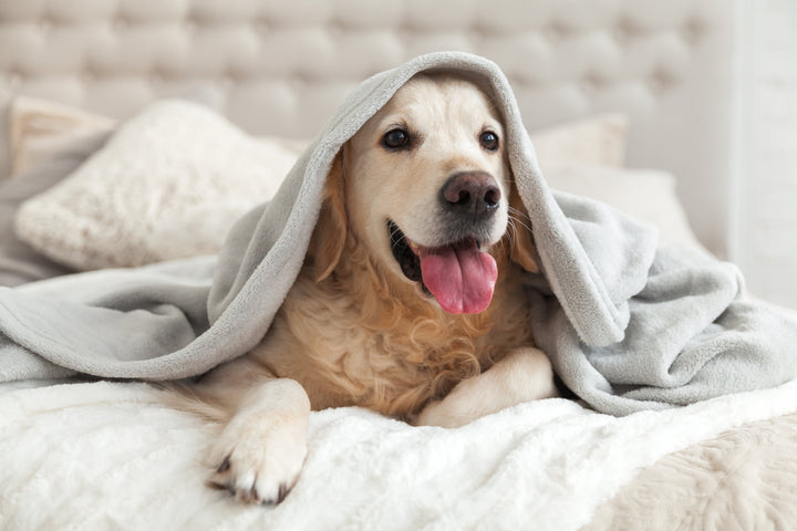 Pet owner tips you must know when caring for your pets this winter.