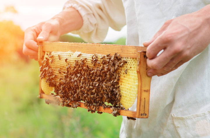celebrate National Honey Month with honey-beekeeper 