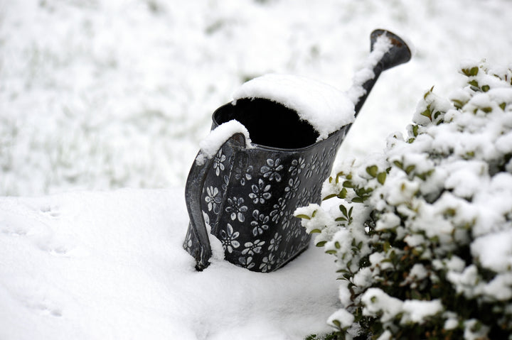 3 Essential Tips for Winter Gardening