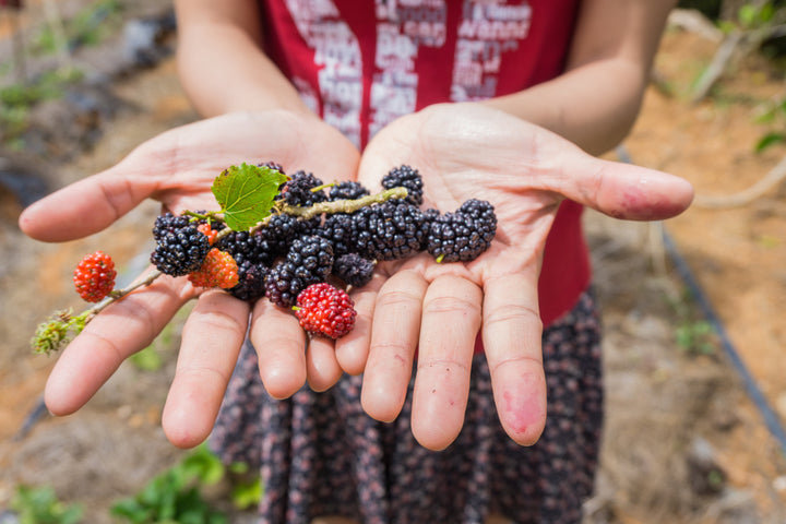 Top 5 Tips When Foraging for Berries